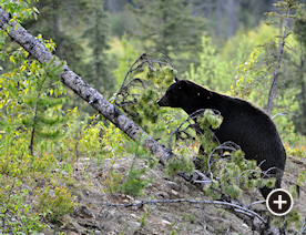 Black Bear Hunting