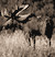 Moose Hunting